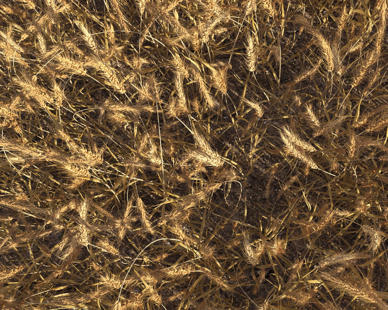 wheat field 3D model https://p.turbosquid.com/ts-thumb/K8/BLdAov/2sEfMfF4/wheat_field8/jpg/1499251913/1920x1080/fit_q87/858ce3ee1bb83a7474066e2e1dbccb4a2d4c33a7/wheat_field8.jpg