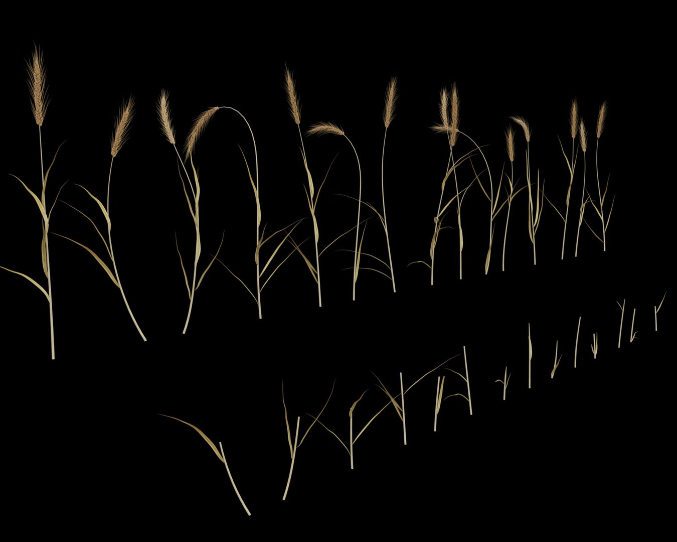 wheat field 3D model https://p.turbosquid.com/ts-thumb/K8/BLdAov/9ujw4xFd/wheat_field9/jpg/1499251916/1920x1080/fit_q87/ba5bc68ce9b9437691cec43f09cf27add98af4aa/wheat_field9.jpg