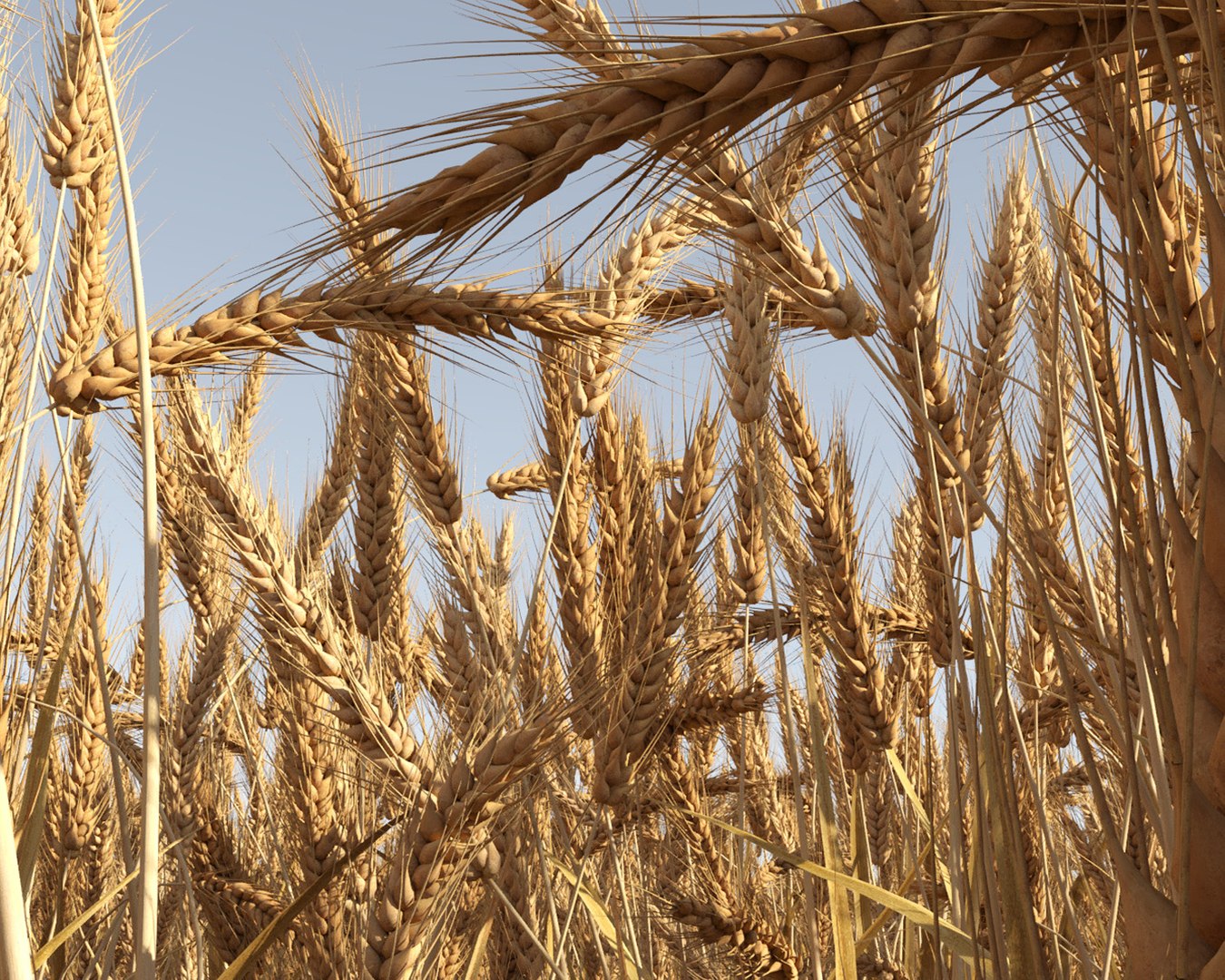 wheat field 3D model https://p.turbosquid.com/ts-thumb/K8/BLdAov/XWQUB9uS/wheat_field6/jpg/1499251902/1920x1080/fit_q87/f6021c1de5e83d03539419ae331efddda93043d9/wheat_field6.jpg