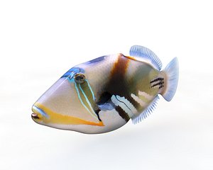 fish 3D model