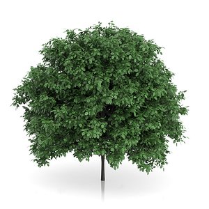 3ds max common hornbeam carpinus betulus