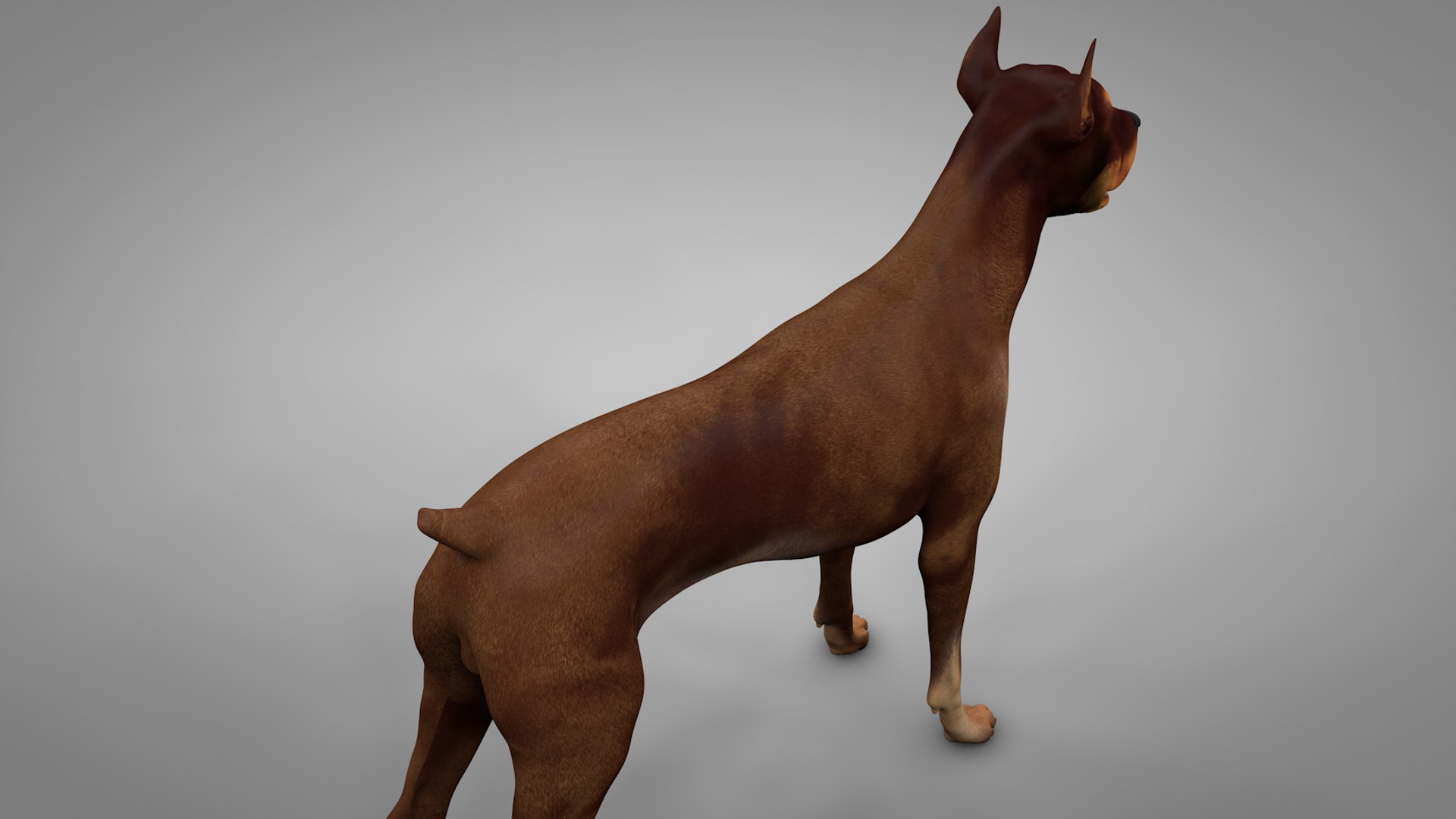 doberman rigged l617 animate 3D model https://p.turbosquid.com/ts-thumb/K8/UUH7jw/7aBrKJzM/5/png/1584402448/1920x1080/fit_q87/21d691f2e697bbd6f50e13666784e1be20605038/5.jpg