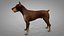 Doberman Rigged L617