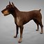 Doberman Rigged L617