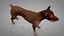 Doberman Rigged L617