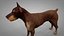 Doberman Rigged L617