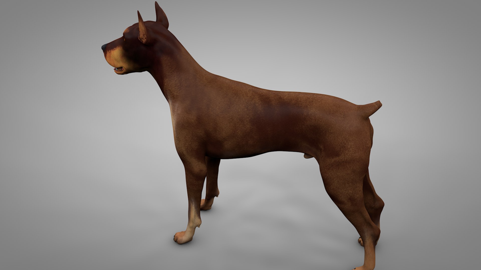 doberman rigged l617 animate 3D model https://p.turbosquid.com/ts-thumb/K8/UUH7jw/ZWXbybuy/4/png/1584402448/1920x1080/fit_q87/8087846cd0b305febdfbdae94481fb16f6a6be2c/4.jpg