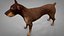 Doberman Rigged L617