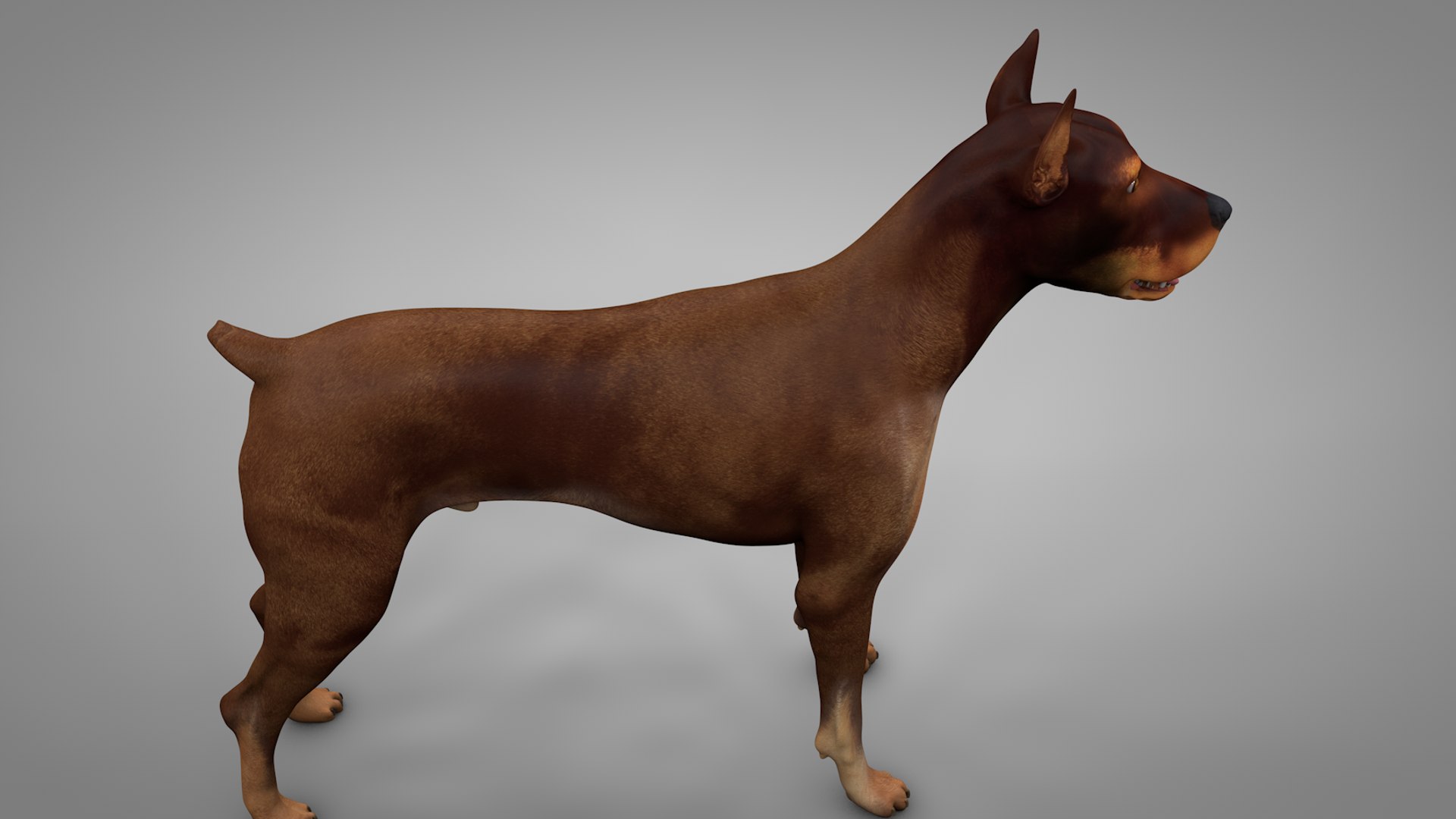 doberman rigged l617 animate 3D model https://p.turbosquid.com/ts-thumb/K8/UUH7jw/vVAAz2Rb/6/png/1584402448/1920x1080/fit_q87/566d291b7281b905808077989e1b9b4fff7ba207/6.jpg