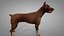 Doberman Rigged L617