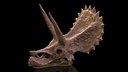 Triceratops Skull Fossil