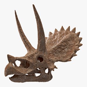 3D triceratops skull fossil