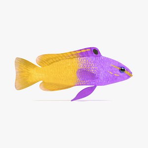 Fairy Basslet