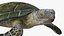 Turtles Collection