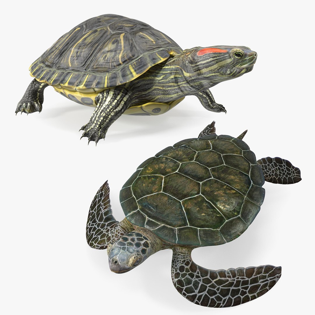 Turtles Collection 3D https://p.turbosquid.com/ts-thumb/K8/jJwxto/92/turtles_collection_000/jpg/1773668081/1920x1080/fit_q87/b34279519873f703f99faa5c726c838638fbd1df/turtles_collection_000.jpg