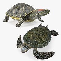 Turtles Collection