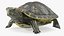 Turtles Collection