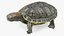 Turtles Collection