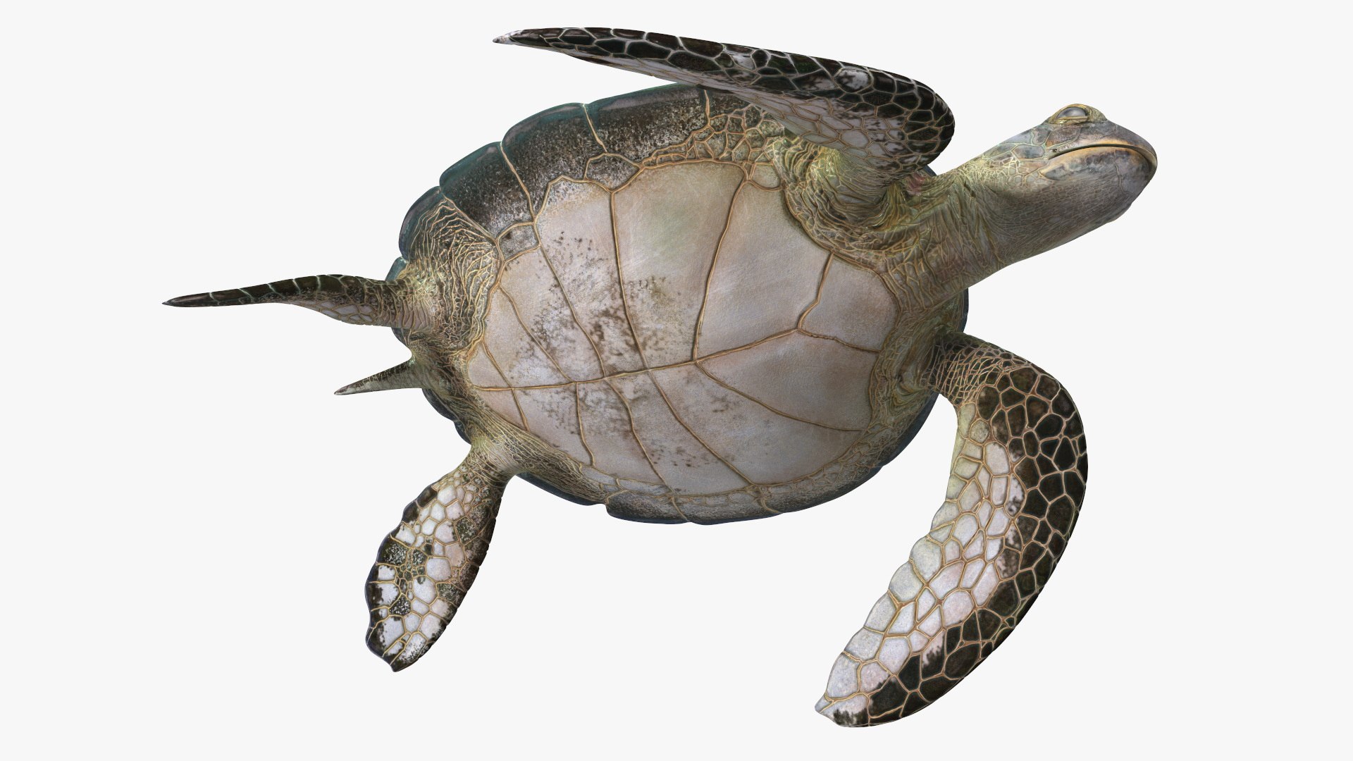 Turtles Collection 3D https://p.turbosquid.com/ts-thumb/K8/jJwxto/bP/turtles_collection_009/jpg/1773668086/1920x1080/fit_q87/86e120cdaddcce7c0b21add80566b502b115b3e0/turtles_collection_009.jpg
