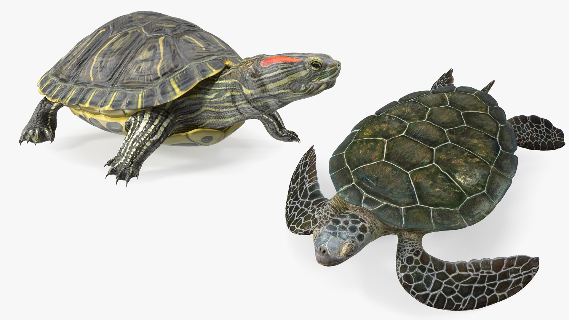Turtles Collection 3D https://p.turbosquid.com/ts-thumb/K8/jJwxto/w5/turtles_collection_001/jpg/1773668082/1920x1080/fit_q87/a0d09eeb42c4043af7c3ff2f443cc262911ab2b4/turtles_collection_001.jpg