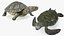 Turtles Collection