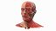 Anatomical Male Head Model with Neck