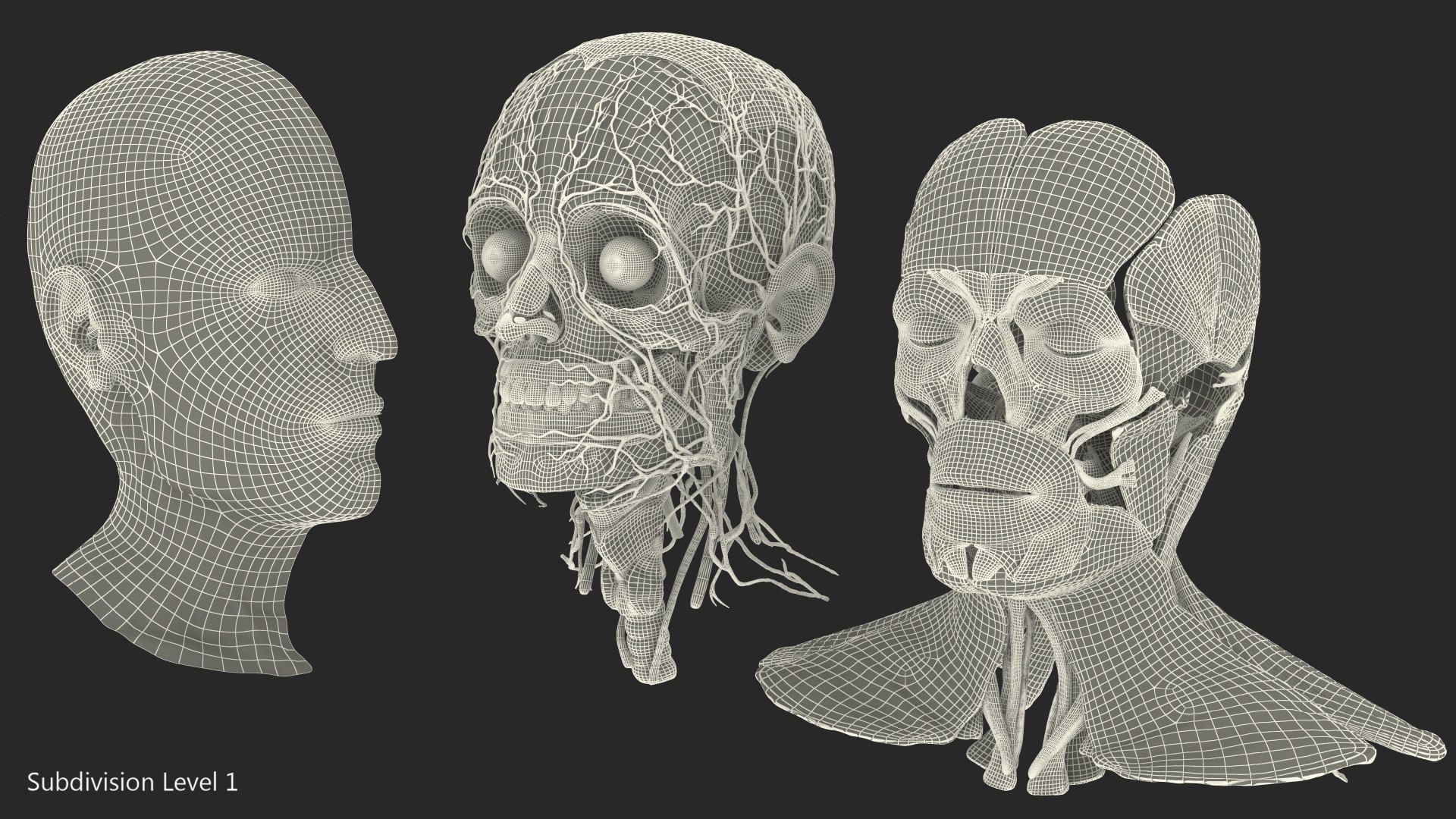 anatomical male head neck model https://p.turbosquid.com/ts-thumb/K8/l9sJer/8uKi4xC7/anatomicalmaleheadmodelwithneck3dsmodel029/jpg/1572749298/1920x1080/fit_q87/f9c9e56e328d784005e7408dd5d6b999e402fb67/anatomicalmaleheadmodelwithneck3dsmodel029.jpg