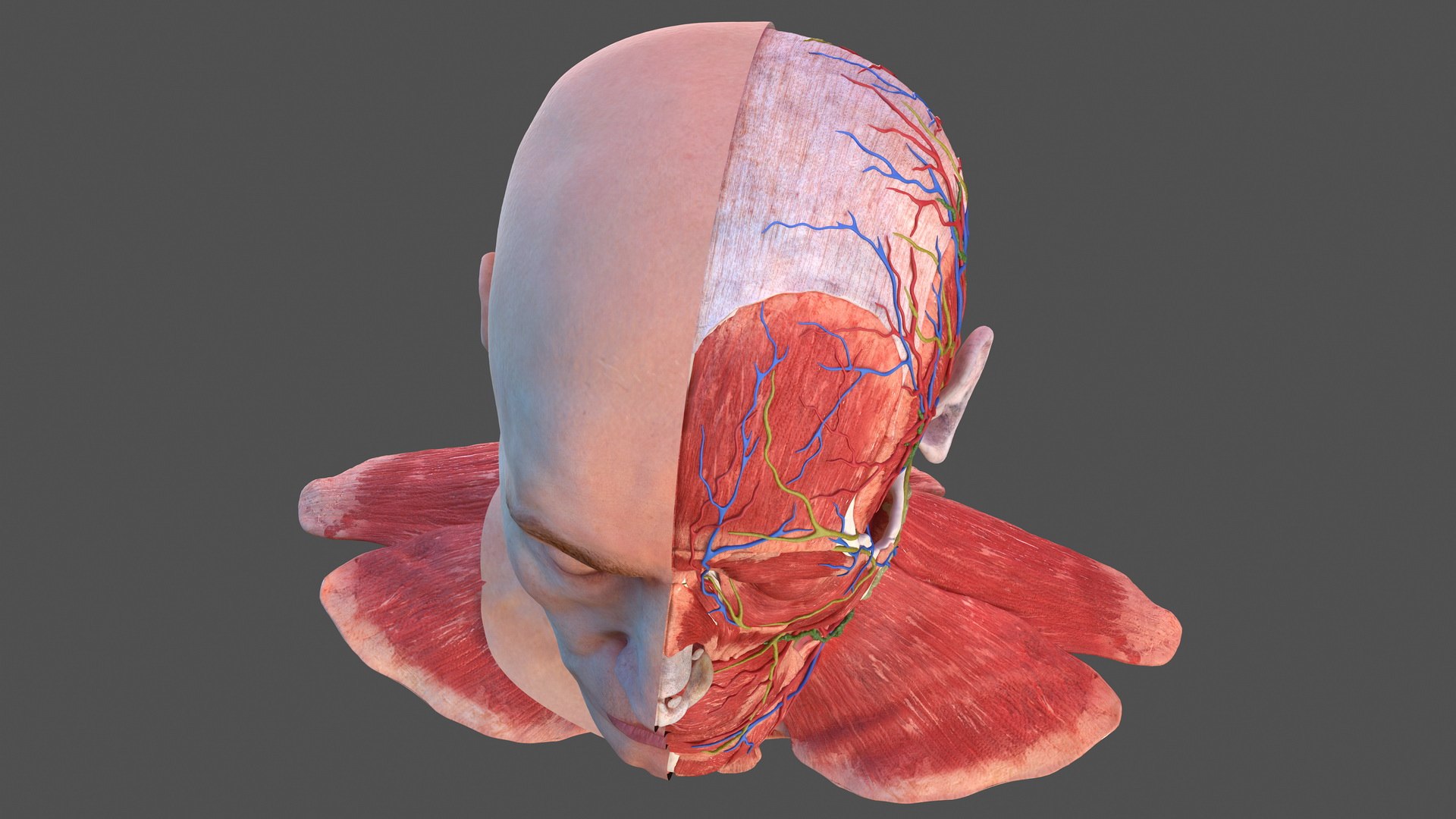 anatomical male head neck model https://p.turbosquid.com/ts-thumb/K8/l9sJer/9Mt0Iwma/anatomicalmaleheadmodelwithneck3dsmodel016/jpg/1572749238/1920x1080/fit_q87/cc27178d9a05dcd6e84cb57dff2f4d2dbdbb6524/anatomicalmaleheadmodelwithneck3dsmodel016.jpg