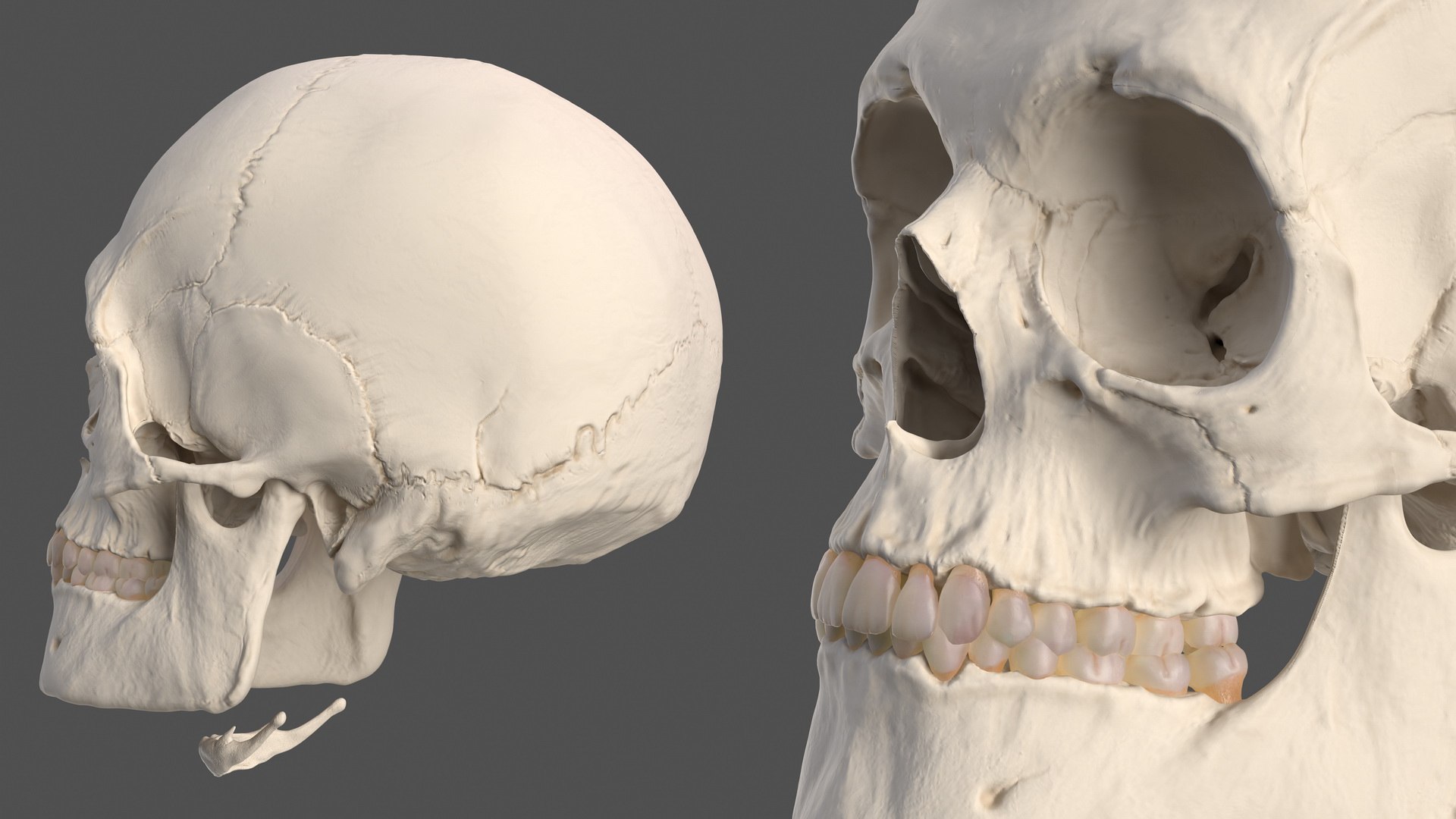anatomical male head neck model https://p.turbosquid.com/ts-thumb/K8/l9sJer/9liP3UDW/anatomicalmaleheadmodelwithneck3dsmodel018/jpg/1572749247/1920x1080/fit_q87/dd1b3924338a7c4ec5a2b65d5f146a02131f2618/anatomicalmaleheadmodelwithneck3dsmodel018.jpg