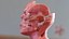 Anatomical Male Head Model with Neck