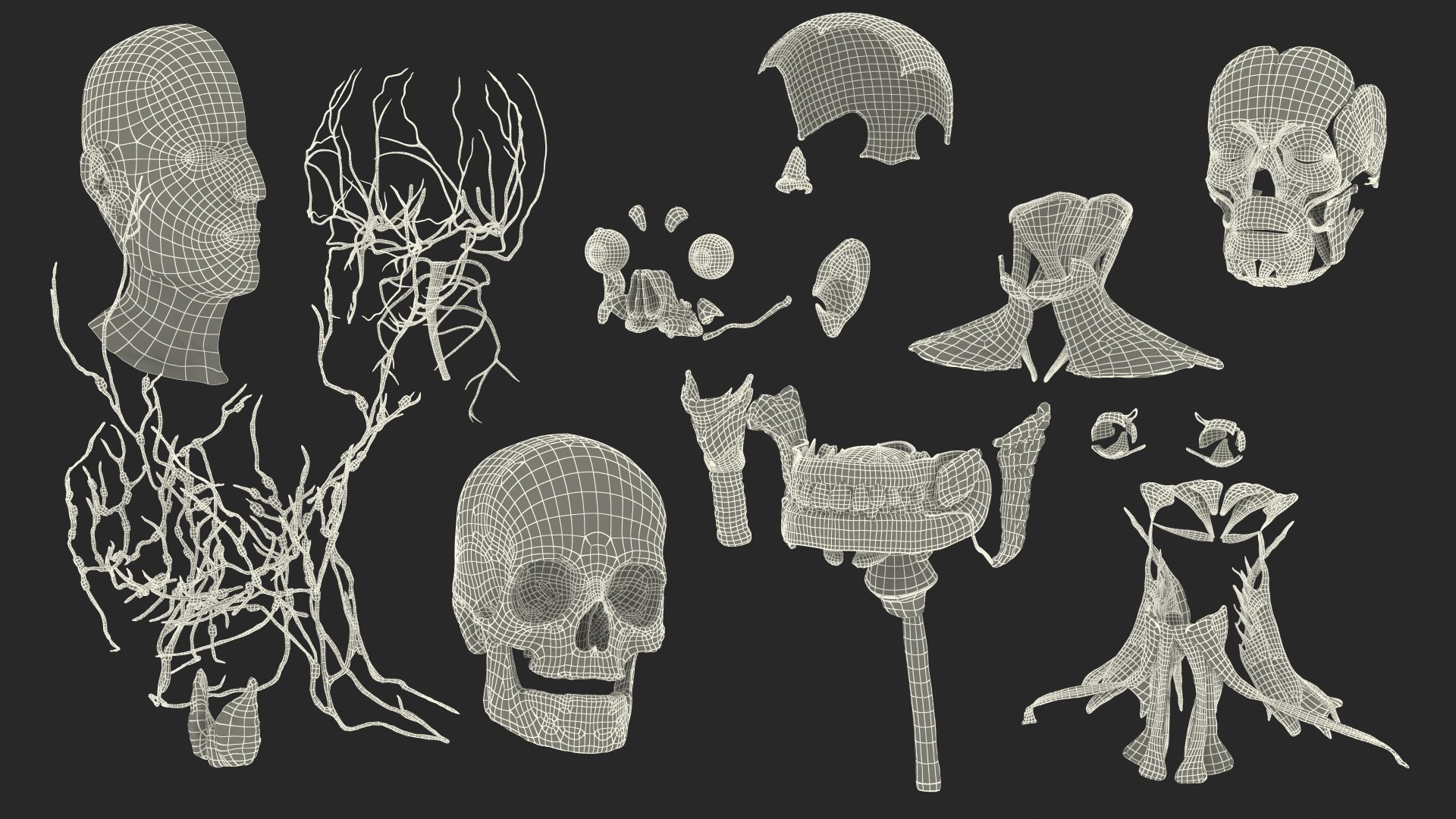 anatomical male head neck model https://p.turbosquid.com/ts-thumb/K8/l9sJer/KGnn43Ag/anatomicalmaleheadmodelwithneck3dsmodel035/jpg/1572749327/1920x1080/fit_q87/f1523353a74ef63f76570eb08e4c092b3da330de/anatomicalmaleheadmodelwithneck3dsmodel035.jpg