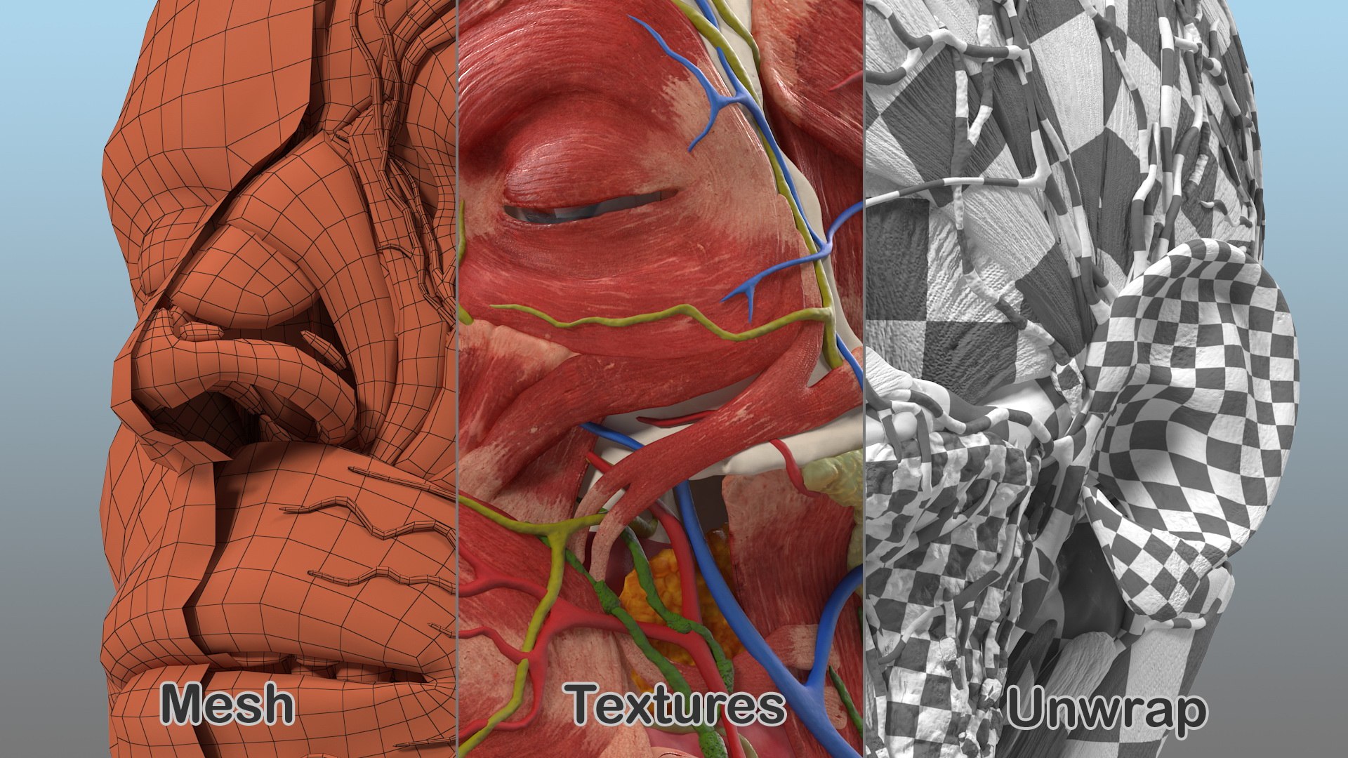 anatomical male head neck model https://p.turbosquid.com/ts-thumb/K8/l9sJer/LaO8LIEe/anatomicalmaleheadmodelwithneck3dsmodel009/jpg/1572749206/1920x1080/fit_q87/06ec437fd46c610f69988960836e74bcc8f0b5c9/anatomicalmaleheadmodelwithneck3dsmodel009.jpg