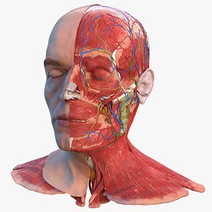 Anatomical Male Head Model with Neck