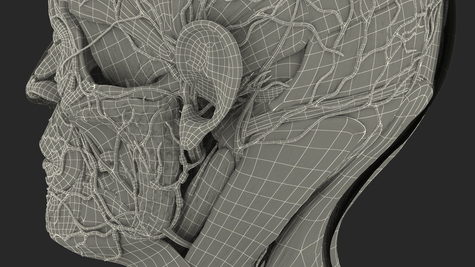 anatomical male head neck model https://p.turbosquid.com/ts-thumb/K8/l9sJer/ZEVRvpzm/anatomicalmaleheadmodelwithneck3dsmodel036/jpg/1572749332/1920x1080/fit_q87/68ac4c1c1306e64dc62677489623db8e449ef942/anatomicalmaleheadmodelwithneck3dsmodel036.jpg