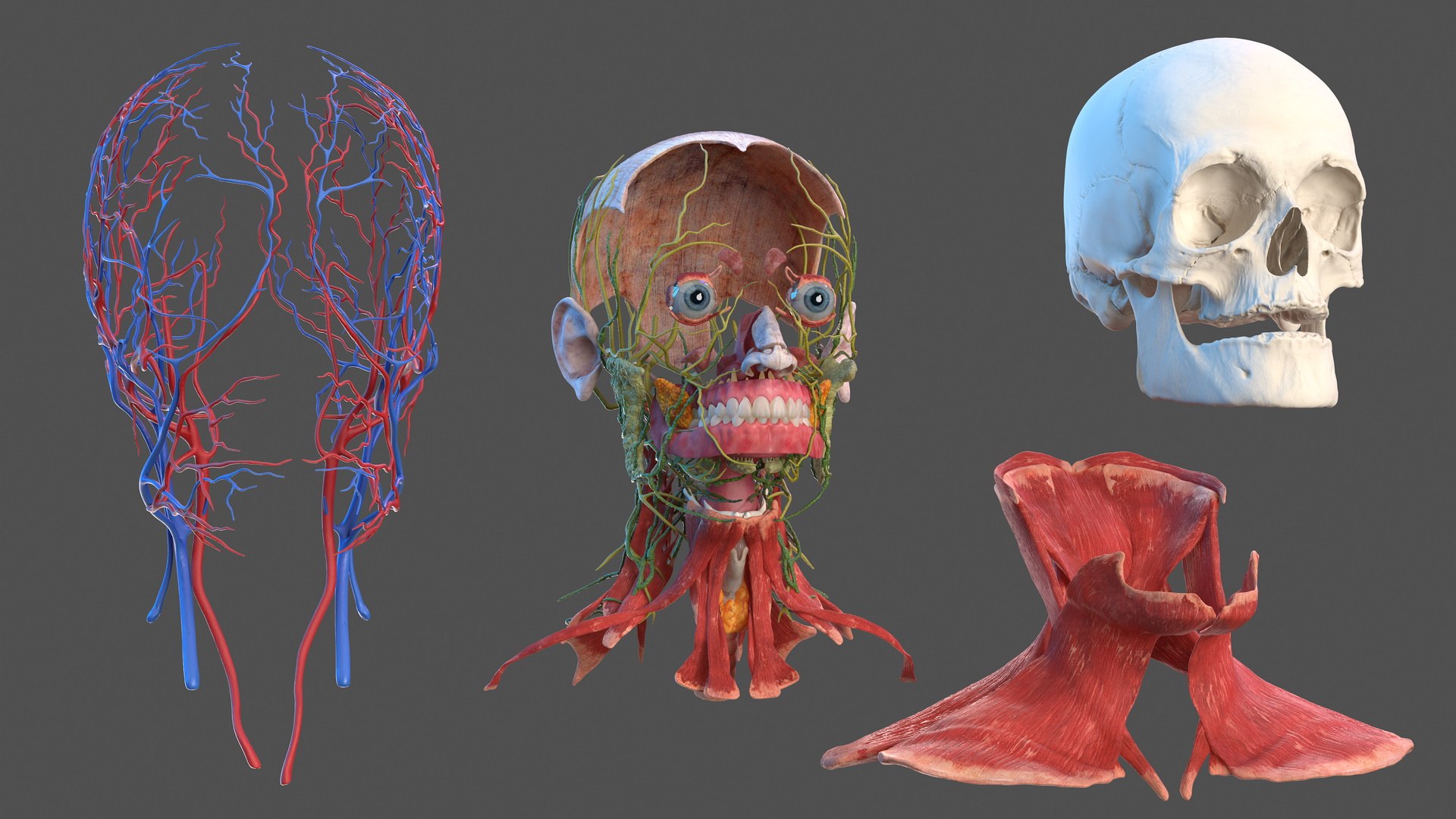 anatomical male head neck model https://p.turbosquid.com/ts-thumb/K8/l9sJer/db9MlBkQ/anatomicalmaleheadmodelwithneck3dsmodel004/jpg/1572749183/1920x1080/fit_q87/65b1153e8c20f8391d8b58d0c6d4e6e5d2744b1c/anatomicalmaleheadmodelwithneck3dsmodel004.jpg