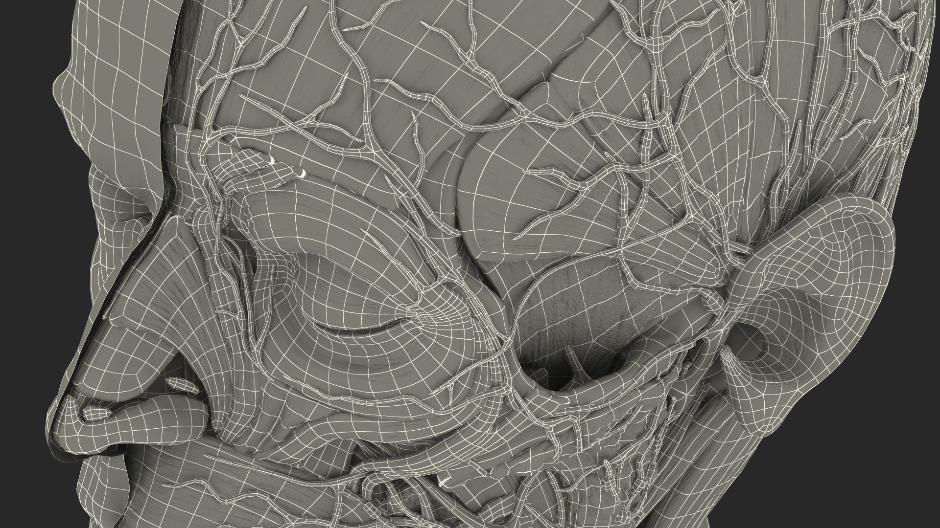 anatomical male head neck model https://p.turbosquid.com/ts-thumb/K8/l9sJer/kpLCW50I/anatomicalmaleheadmodelwithneck3dsmodel037/jpg/1572749337/1920x1080/fit_q87/e132baacea47b417b58d104fab0217733f38c750/anatomicalmaleheadmodelwithneck3dsmodel037.jpg