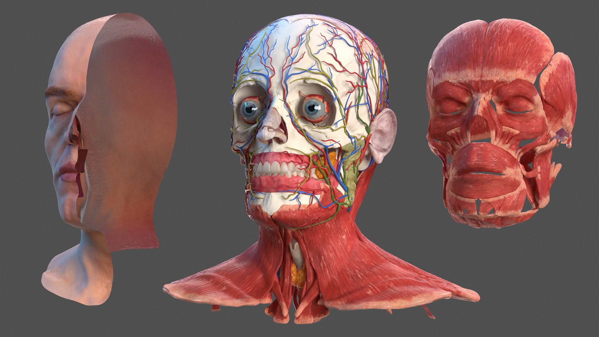 anatomical male head neck model https://p.turbosquid.com/ts-thumb/K8/l9sJer/nvrcPxlX/anatomicalmaleheadmodelwithneck3dsmodel002/jpg/1572749174/1920x1080/fit_q87/54fa7e86b82666f1c9ffd871d5c2000fba5afcb6/anatomicalmaleheadmodelwithneck3dsmodel002.jpg