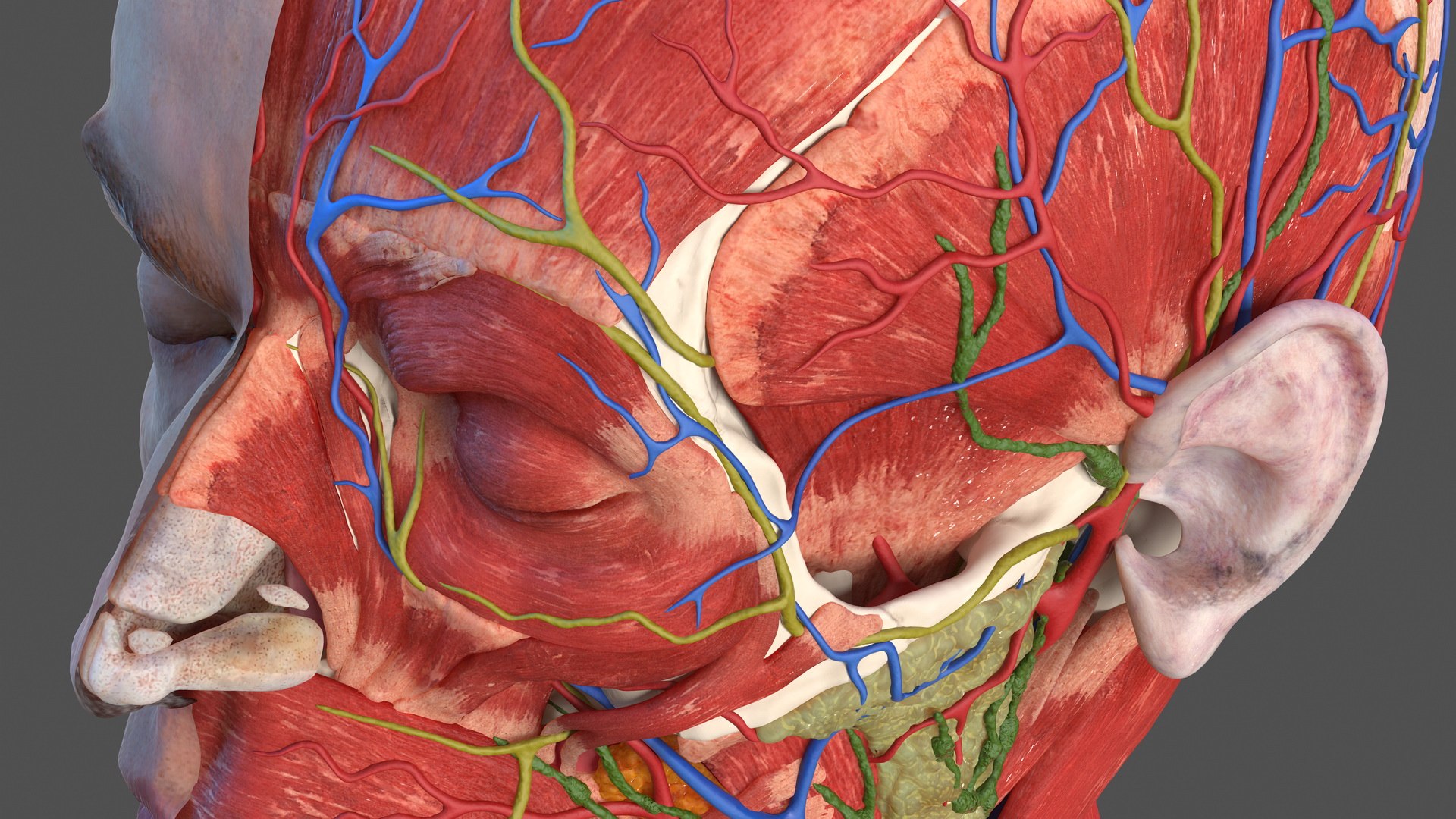 anatomical male head neck model https://p.turbosquid.com/ts-thumb/K8/l9sJer/rBM7W2RQ/anatomicalmaleheadmodelwithneck3dsmodel013/jpg/1572749224/1920x1080/fit_q87/a8eb4f4a354c5d2afac664d32788f3ee0f748dca/anatomicalmaleheadmodelwithneck3dsmodel013.jpg