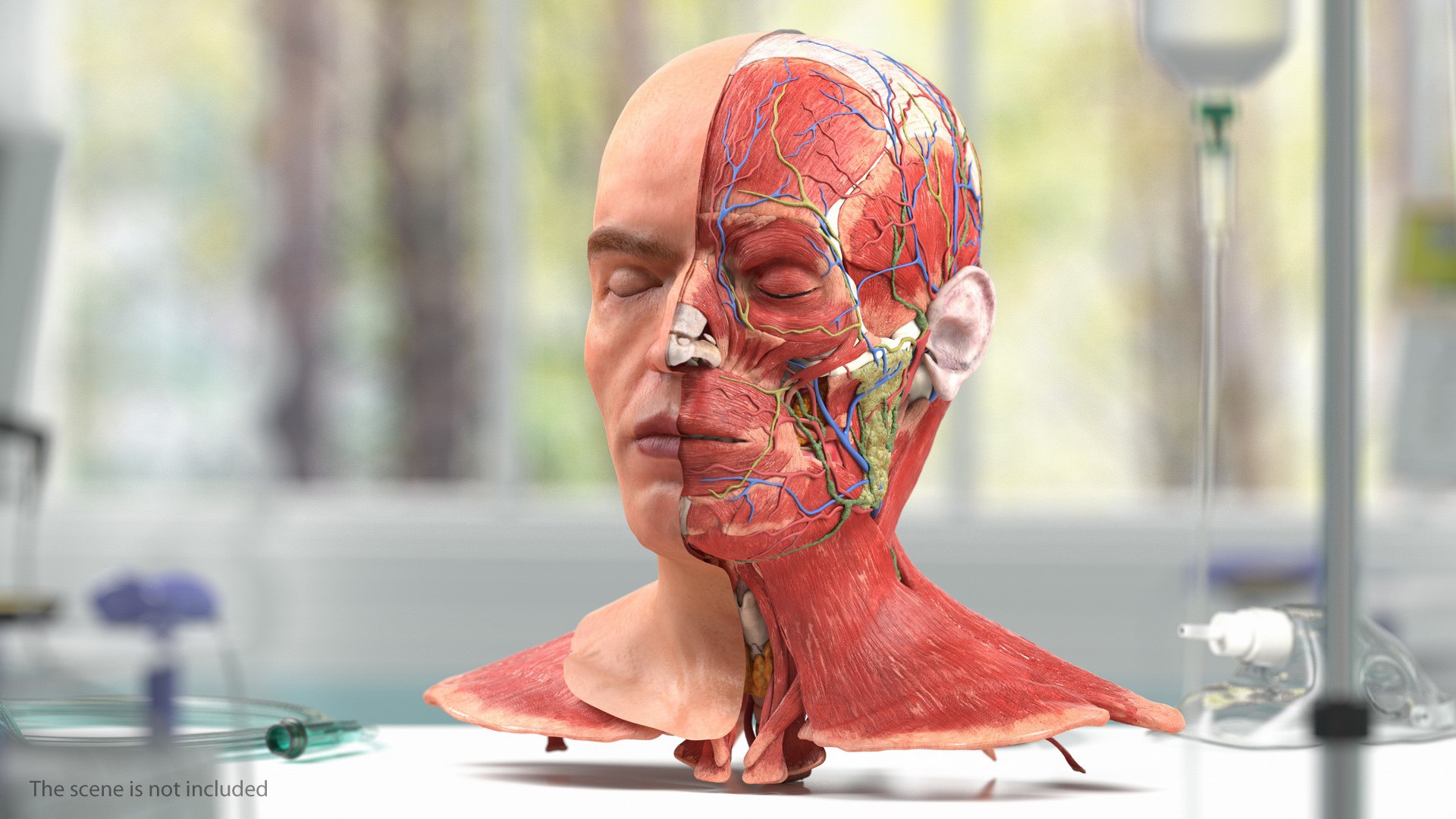 anatomical male head neck model https://p.turbosquid.com/ts-thumb/K8/l9sJer/vwNhgcmJ/anatomicalmaleheadmodelwithneck3dsmodel008/jpg/1572749201/1920x1080/fit_q87/7e9936f9816445d5739df644a25bc52e002476a4/anatomicalmaleheadmodelwithneck3dsmodel008.jpg