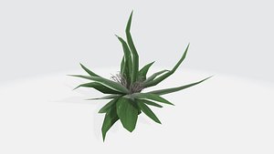 Aloe Plant
