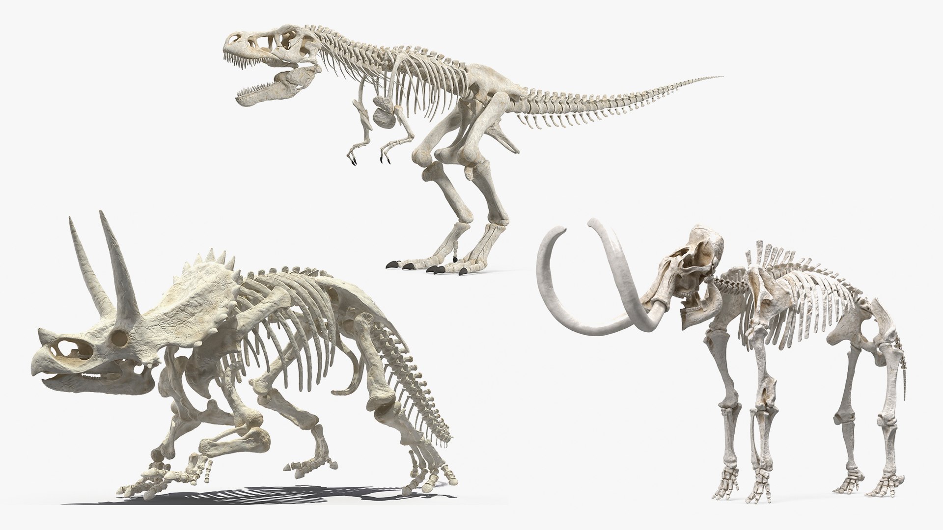Dinosaur Skeletons Collection 3D Model - TurboSquid 2298957