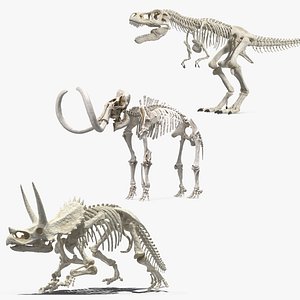 Dinosaur Skeletons Collection 3D model
