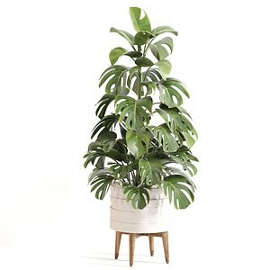 3D Indoor Plant Set 0126 model