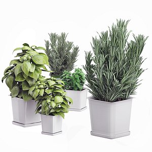 3D potted kitchen plants set