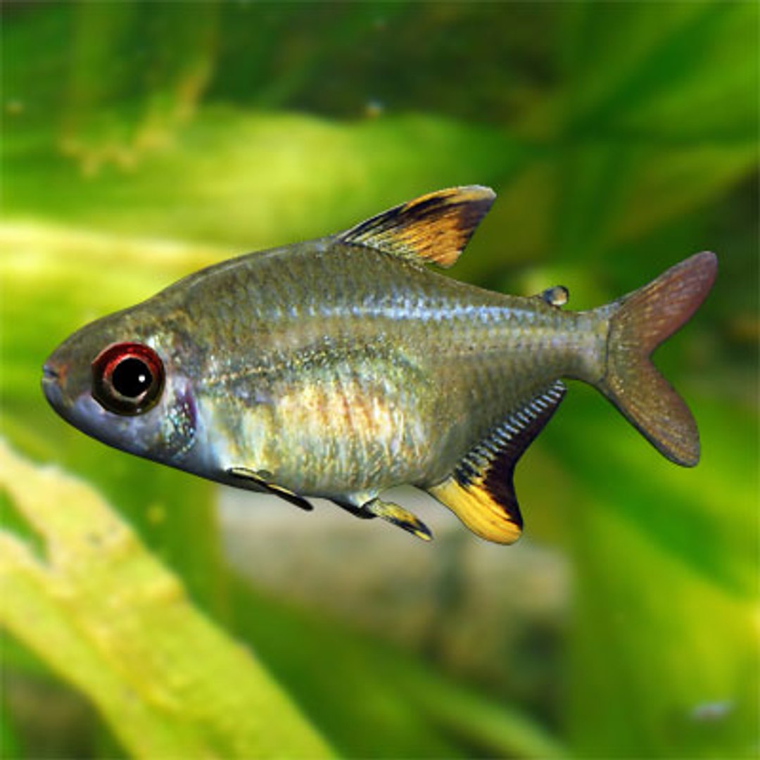 lemon tetra fish 3d model