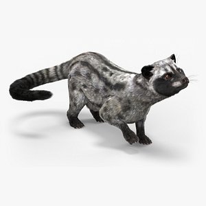 3D model Asian Palm Civet for Kopi Luwak Gray Coat Fur Rigged