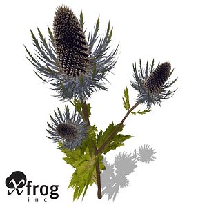 xfrogplants sea holly plant 3d c4d