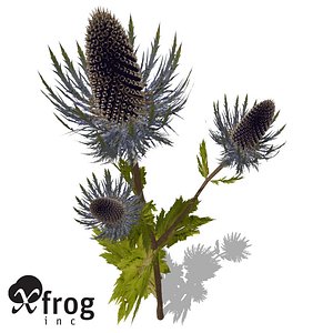 XfrogPlants Sea Holly