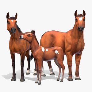 Horse Family