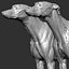 dog muscles anatomy model